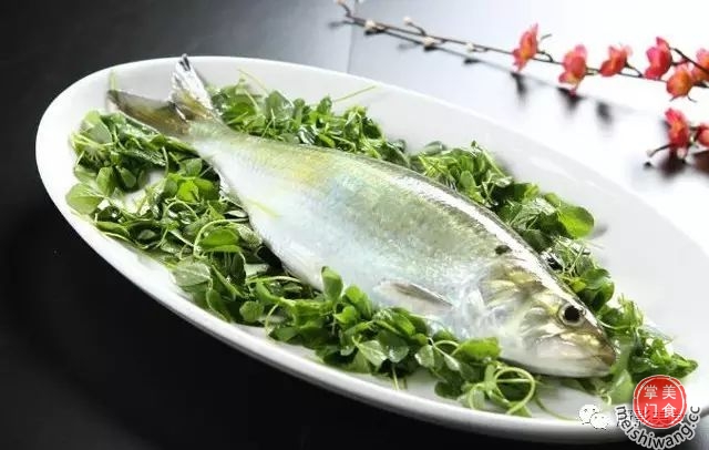 長江鰣魚