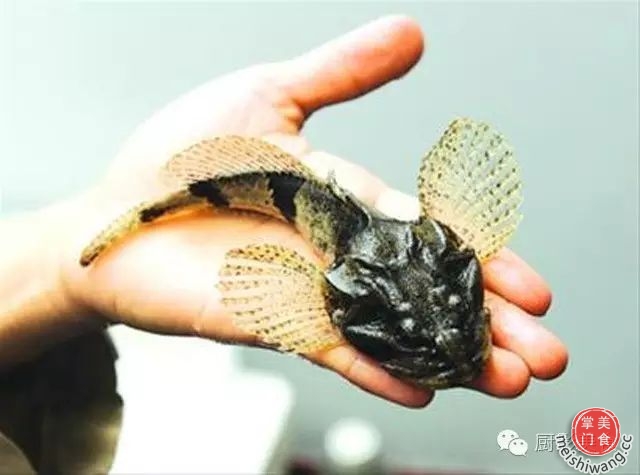 松江鲈鱼