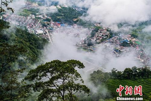 西藏“莲花秘境”茶香飘