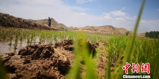 兰州新区盐碱地种水稻：告别“十年九不收”田间荡绿波