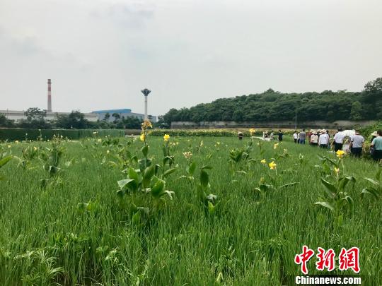 治水之道在于“新”——眉山市水环境保护观察