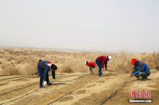 新疆沙漠地带筑起“绿色屏障” 民众享生态建设红利