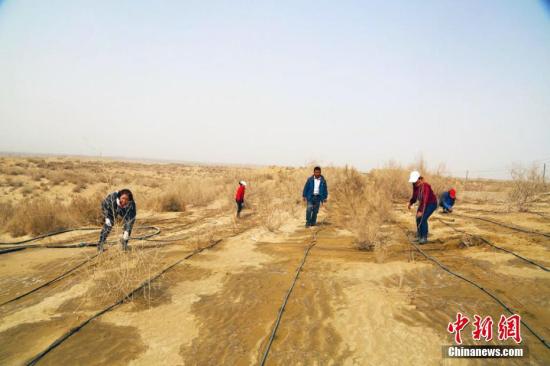 新疆沙漠地带筑起“绿色屏障” 民众享生态建设红利
