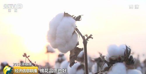 今年中国棉花总产量预计将达到616万吨