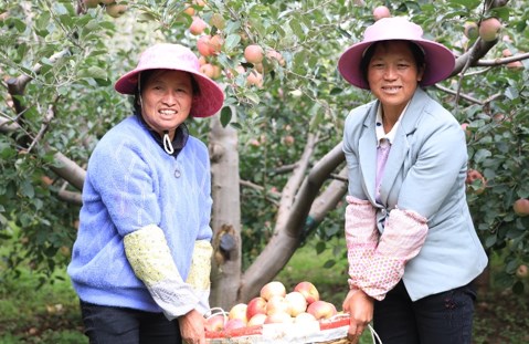 80后高管辞职回大凉山种果树 建“拼购村”助力“丑苹果”变“金疙瘩”