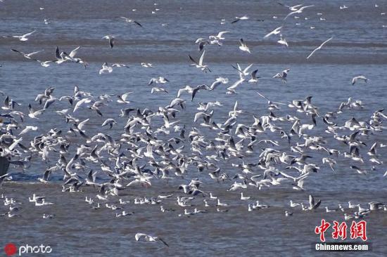 国家林草局：加强秋冬季候鸟保护 彻底铲除安全隐患