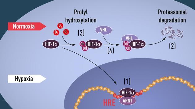 诺贝尔生理学或医学奖背后的科学：细胞是如何感知氧气的