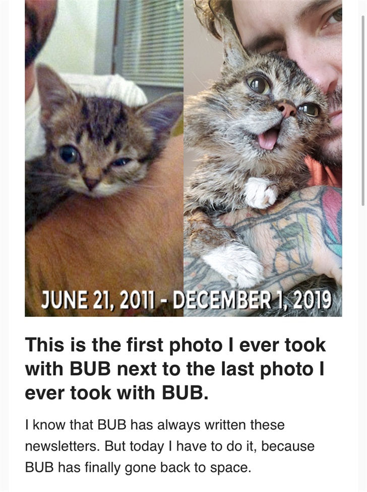 那只坐拥百万粉丝的网红猫Lil Bub去世了
