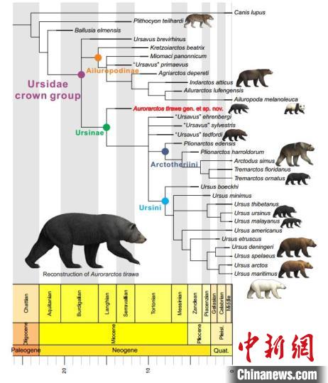 中美学者将熊亚科最早记录前推500万年 揭秘肉食如何演化植食