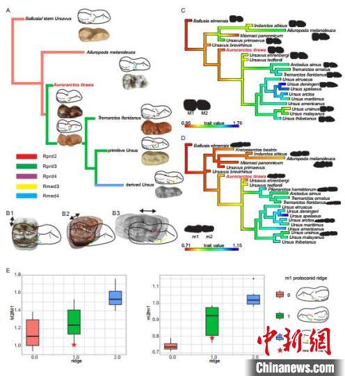 中美学者将熊亚科最早记录前推500万年 揭秘肉食如何演化植食