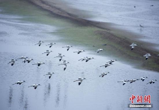 鄱阳湖高水位对湿地及越冬候鸟有何影响？江西官方回应