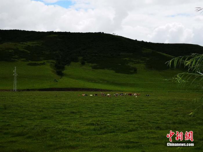 【幸福花开新边疆】草原上盛开“萨日朗”：合作社绣出幸福花