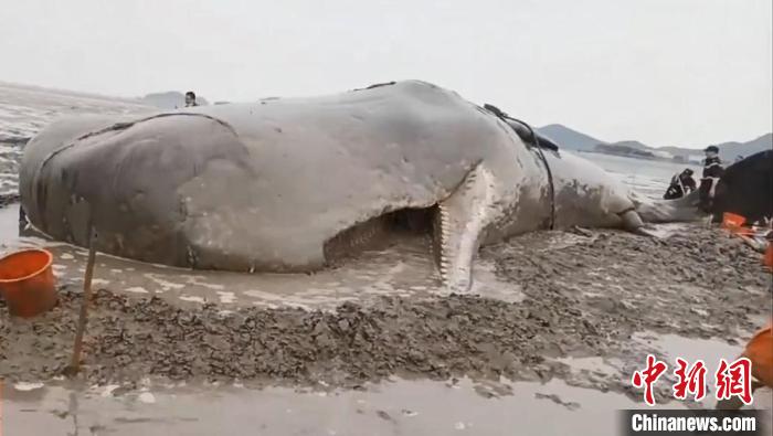 鲸鱼搁浅的滩涂。　象山县传媒中心供图