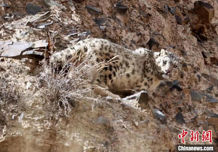 祁连山国度公园两只科研雪豹取得新名字