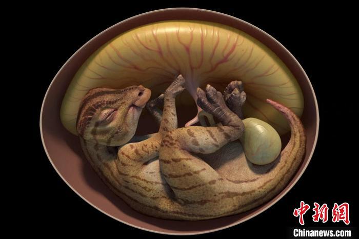 鸭嘴龙胚胎化石3D恢复图。　英良石材自然历史博物馆供图