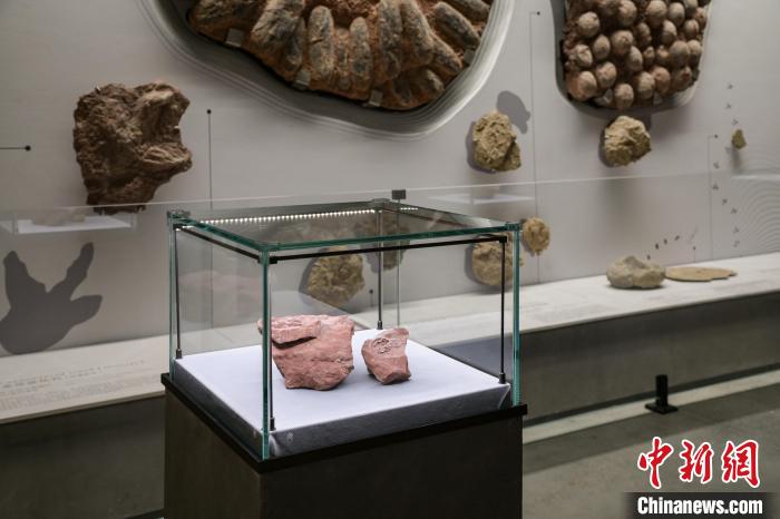 “英贝贝”鸭嘴龙胚胎化石珍藏于福建省英良石材自然历史博物馆。　英良石材自然历史博物馆供图