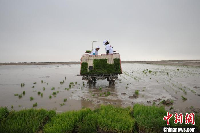 新疆今年海水稻全面插秧方案种植5000亩