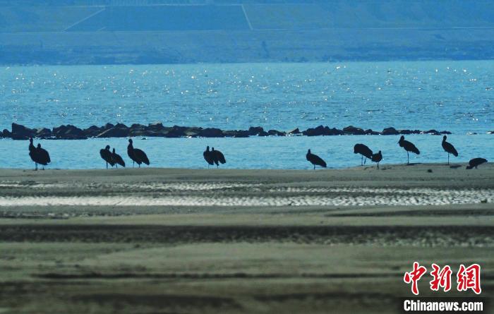 天兴洲洲滩越冬的黑鹳(材料图) 陆峥 摄