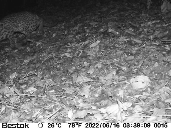 红外相机记载到豹猫夜间活动。　昌江海尾国度湿地公园(试点)供图