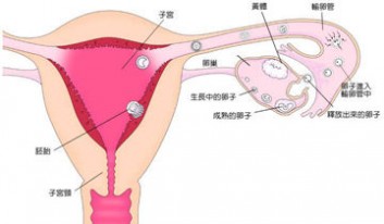  排卵期有什么症状 排卵期知识