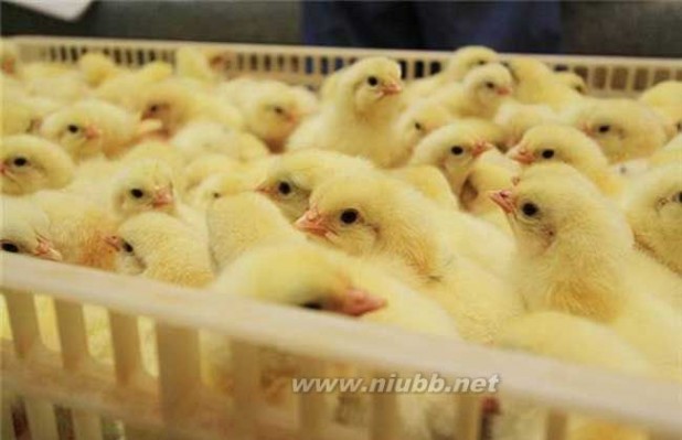 肉鸡养殖大棚的建造方式及饲养技术_肉鸡养殖技术