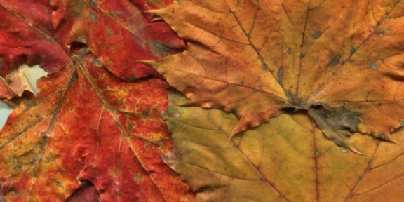 Autumn Leaves Textures
