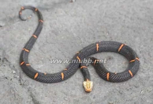 喜玛拉雅白头蛇 嗜血！喜玛拉雅白头蛇 中国最毒的蛇小心瞬间毙命