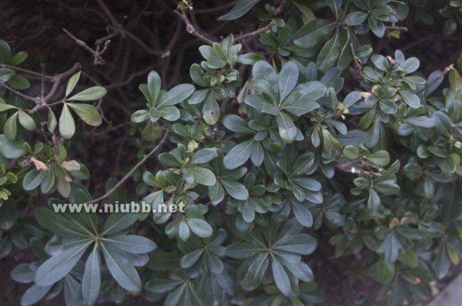 常见绿化植物树木图片