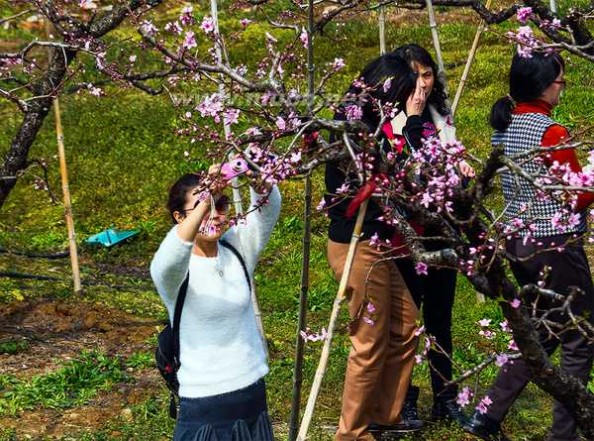 阳山桃花节 无锡阳山，在那桃花盛开的地方