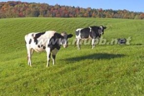 奶牛：奶牛-简介，奶牛-生长发育过程_奶牛厂