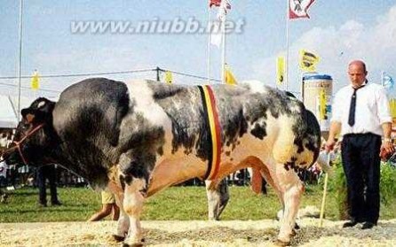 世界上肌肉最发达的人 世界上肌肉最发达的牛 堪称牛中施瓦辛格