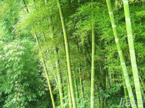竹子开花 竹子开花寓意是什么 竹子图片欣赏