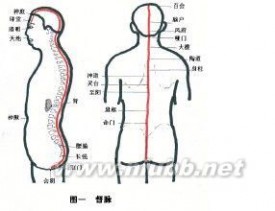 督脉：督脉-督脉，督脉-循行分布_督脉的作用