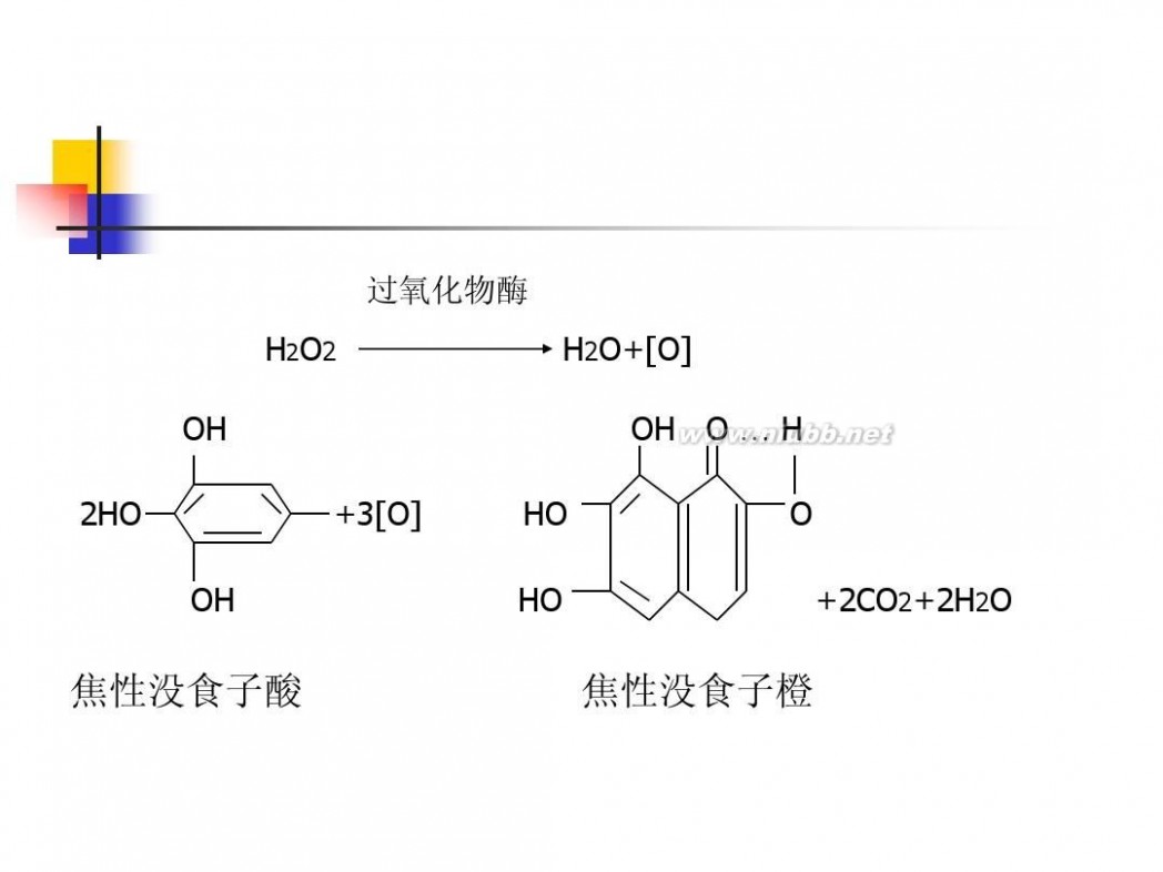 过氧化氢酶的作用 实验十三 过氧化氢酶的作用