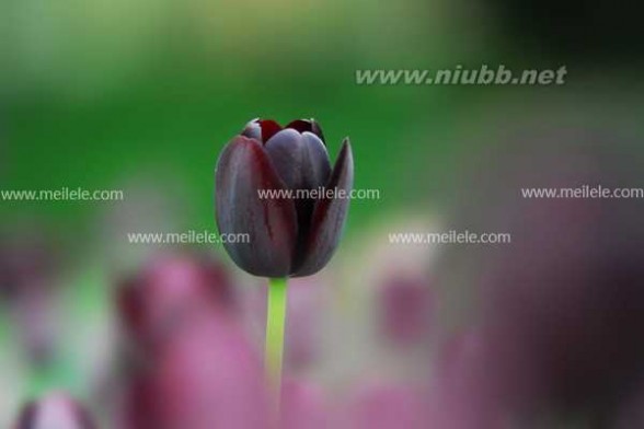 黑色郁金香 黑郁金香的花语是什么