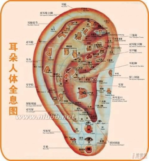 耳朵穴位图 标准耳穴图(耳朵人体全息图)