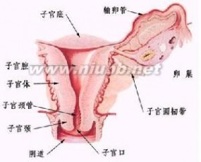 女性生殖生理：女性生殖生理-各阶段的生理特点，女性生殖生理-月经生理_女性生理结构