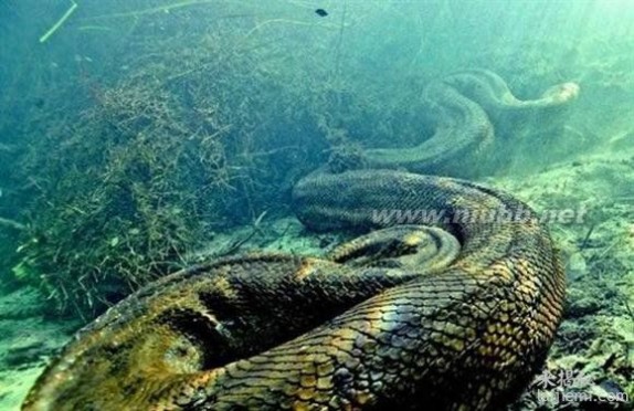 印度尼西亚捕获世界上最大蟒蛇_最大蟒蛇