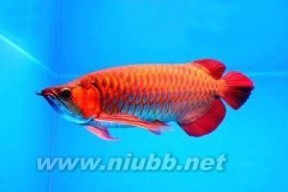 红龙鱼：红龙鱼-外形特征，红龙鱼-环境特性_辣椒红龙鱼图片