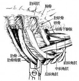 骨膜炎：骨膜炎-器官概述，骨膜炎-病因病理_小腿骨膜炎