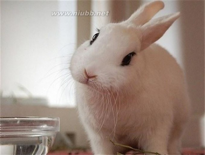 侏儒海棠兔 【侏儒海棠兔】侏儒海棠兔的喂养常识