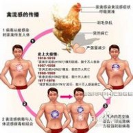 h7n9禽流感 h7n9禽流感防治常识