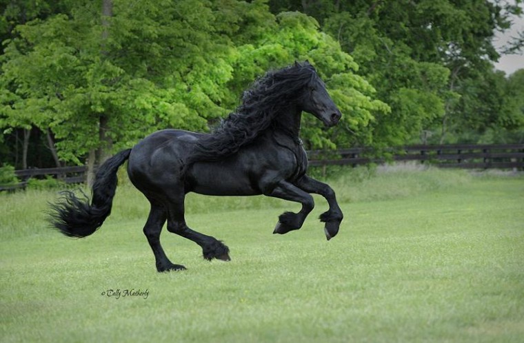 世界最帅长发马 世界最帅长发马 凭一头乌黑亮丽长发走红网络