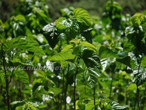 桑树种植栽培农业技术,桑树养殖技术推荐_桑树