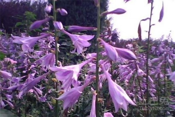 紫花玉簪 紫花玉簪的分布范围有哪些