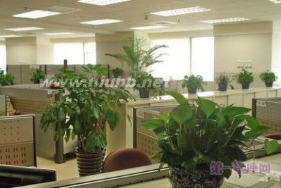 绿色植物 详解：办公室摆放绿色植物的位置与风水