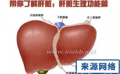 肝脏的主要生理功能 肝脏的主要生理功能