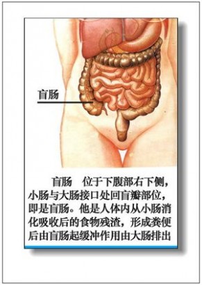 人体器官 人体器官分部彩图(大全)