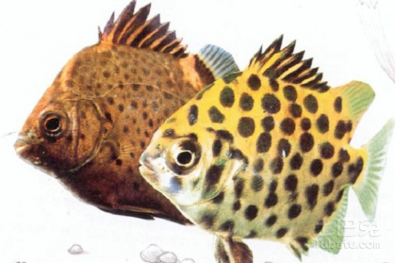 汽水鱼 汽水鱼的种类和养殖方法