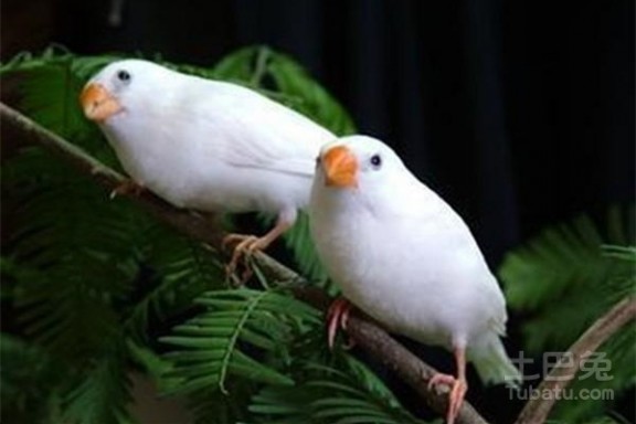 珍珠鸟图片 珍珠鸟图片，珍珠鸟繁殖，珍珠鸟饲养，珍珠鸟寿命，珍珠鸟公母